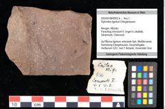 Foto (Objekt + Etikett) von Xylomites lignitum Ettingshausen (NHMW-GEO-2024-0188-0052b)